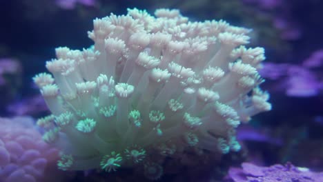 maceta de goniopora coral en el acuario