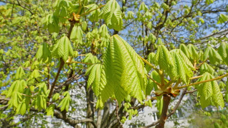 Grüne-Blätter-Der-Kastanie-Im-Frühen-Frühling-An-Einem-Sonnigen-Tag,-Nahaufnahme