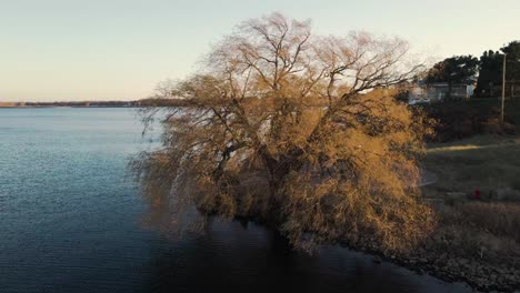 gorgeous tree spin around a rural a lake during sunset