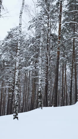 snowy forest landscape