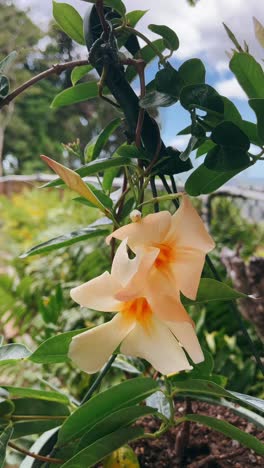 hermosas flores de color melocotón