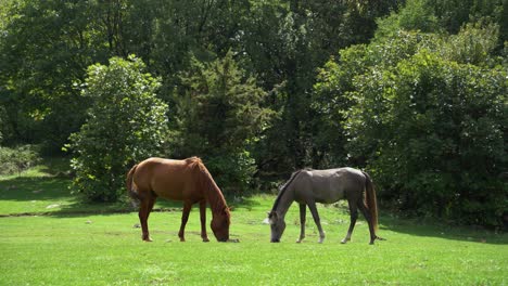 dos caballos libres pastan hierba en un prado verde cerca del bosque de montaña