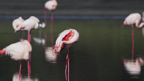 Flock-of-Pink-Flamingos-at-Ndutu-Lake-National-Park-in-Africa-in-Ngorongoro-Conservation-Area-in-Tanzania-on-African-Animals-Wildlife-Safari,-Lots-of-Flamingos-Standing-and-Walking-in-the-Water