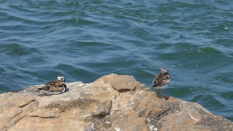 Ruddy-Turnstone-shore-birds-running-around-on-the-rocks-with-the-waves-in-the-background