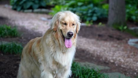 Hund-Sitzt-Im-Schatten-Und-Hechelt