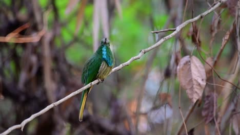 el abejaruco de barba azul se encuentra en la península de malaya, incluida tailandia, en claros de bosques particulares