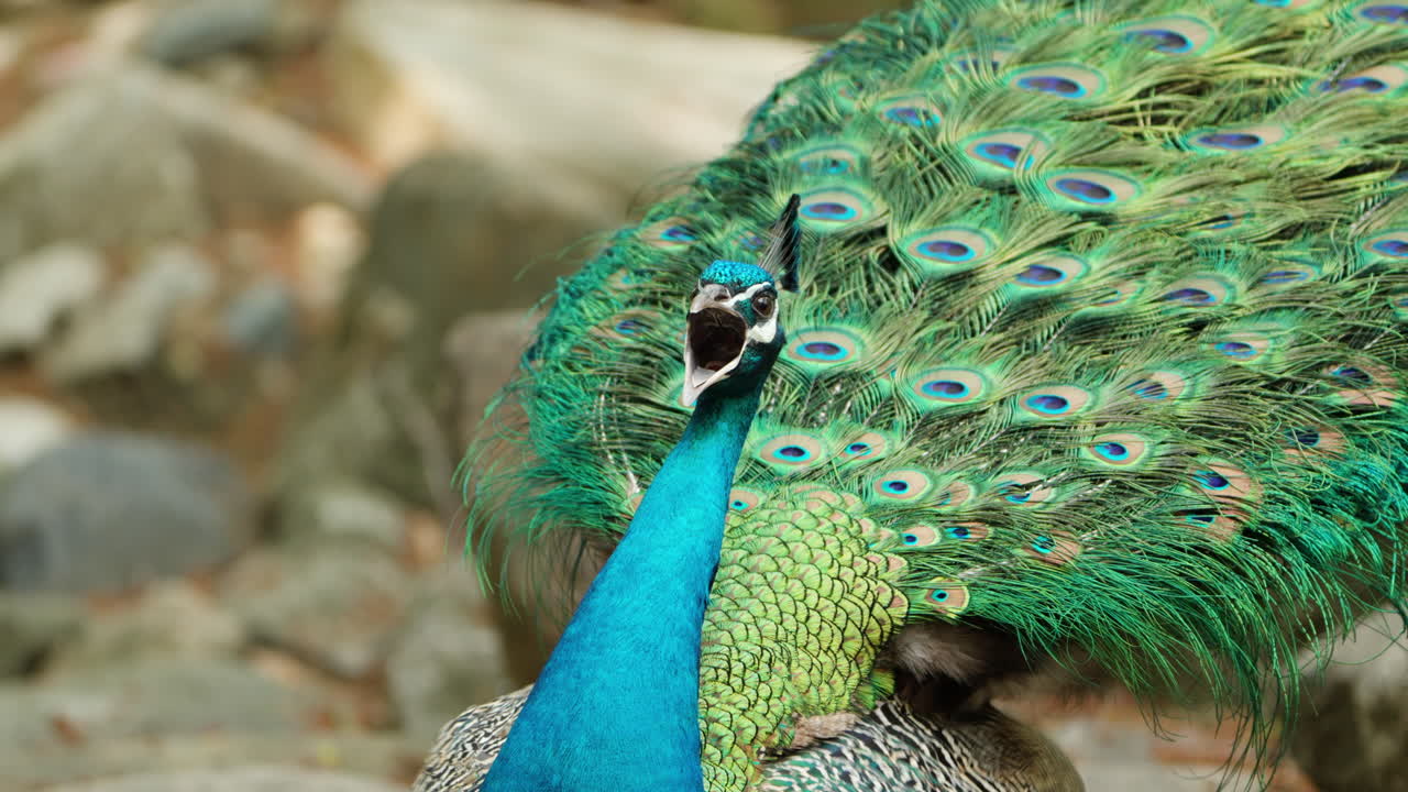Pavão-indiano macho fazendo um chamado alto enquanto exibe