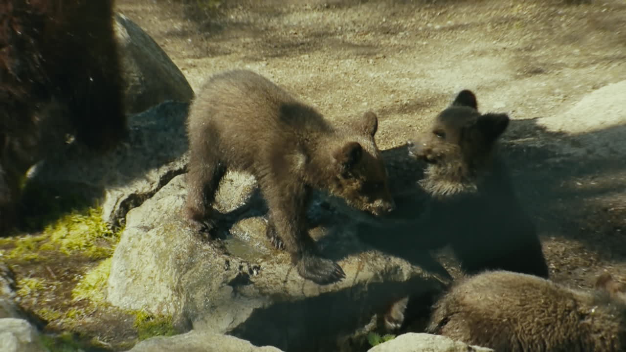 Bear cubs playing with each other. Stockholm, Sweden.
