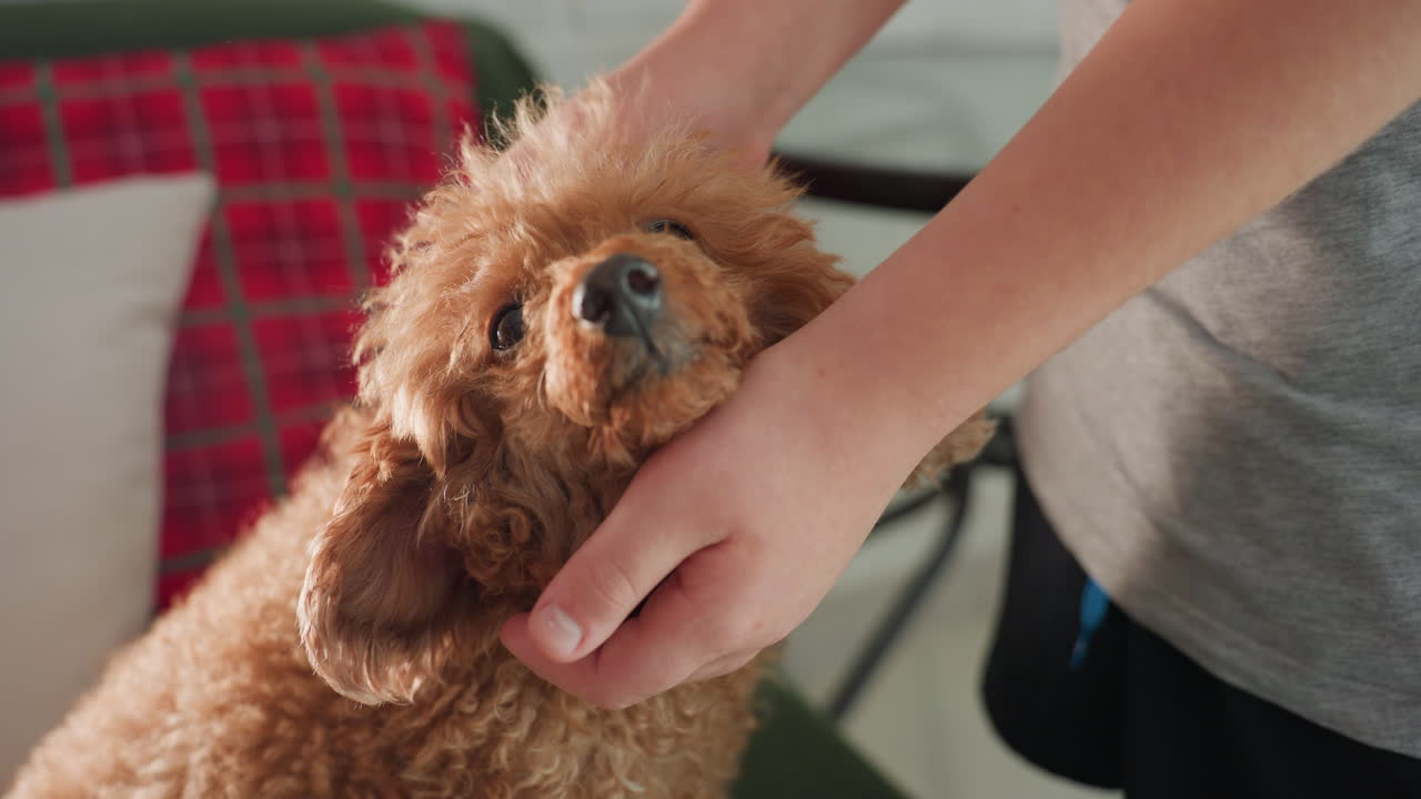 Partial view of hand rubbing dog's head with right hand while left hand gently supports dog's mouth, showing affection and care for furry companion in a cozy indoor setting