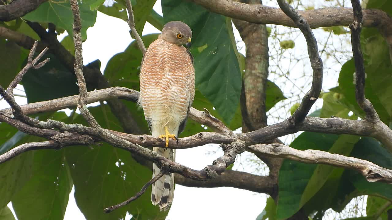halcón en el árbol esperando orar.