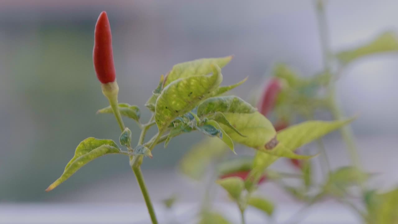 Red Chili Peppers Swaying in the Wind on a Chili Plant