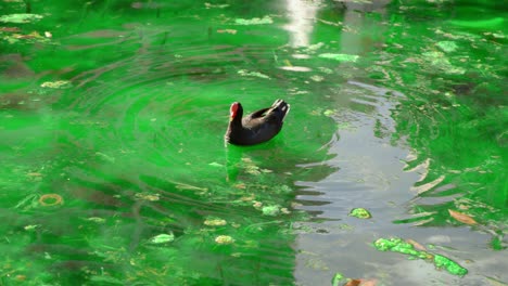 Nahaufnahme-Von-Dunklem-Teichhuhn,-Gallinula-Tenebrosa,-Das-Nahrung-Auf-Gras-In-Der-Nähe-Des-Sees-Findet-Und-Füttert