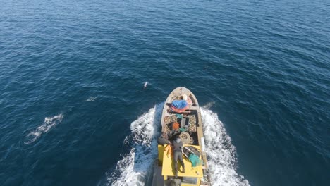 fishing boat sailing with the pod of beautiful dusky dolphins swimming together in the golfo san jose