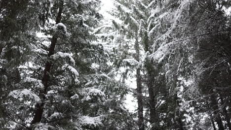 snowing in slow motion in a forest at winter