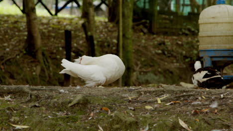 white ducks in a garden setting