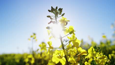 close-up of mustard crop