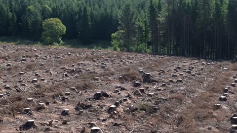 imágenes aéreas de aviones no tripulados de tierra despejada y deforestación en un bosque