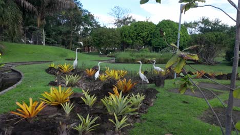egrets and herons in a lush tropical park garden