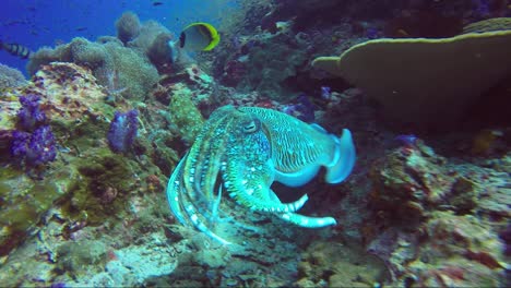 cuttlefish defending his mate in slow motion