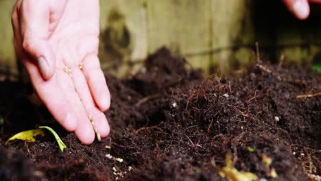 hombre plantando árboles pequeños en el suelo