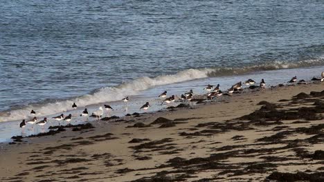 Una-Pequeña-Bandada-De-Ostreros-Haematopus-Ostralegus-En