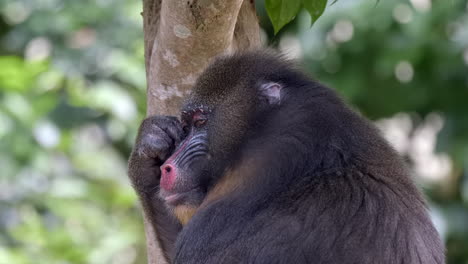 A-beautiful-mandrill-monkey-with-it's-back-turned-against-the-camera,-removing-an-insect-on-it's-face---close-up