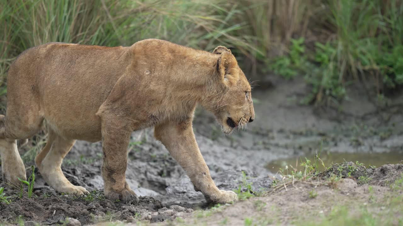 아프리카 의 진 을 고 있는 사자 새끼