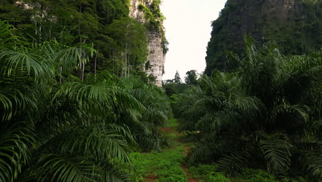 drone view of plantation in tropical rain forest area, krabi, thailand