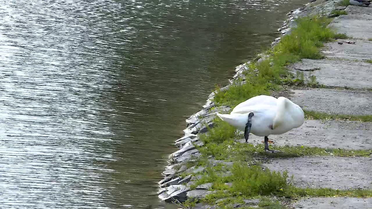 cisne blanco adulto parado en una pierna y limpiándose antes de dormir a un lado de un estanque, tiro ancho