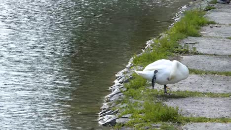 Adult-white-swan-standing-on-one-leg-and-cleaning-itself-before-sleep-on-a-side-of-a-pond,-WIDE-SHOT