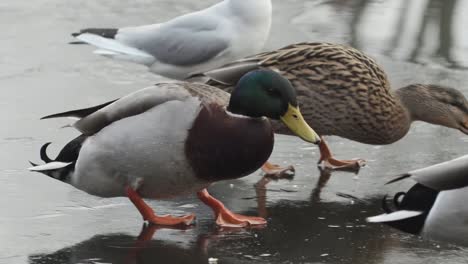 some ducks and seagulls walking on a frozen lake looking for food. there are many types of ducks in manchester