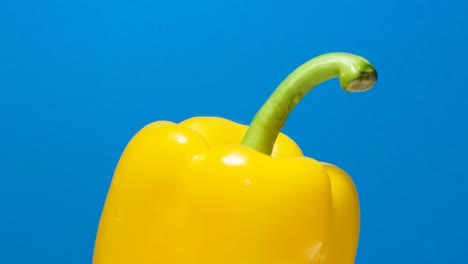 yellow pepper paprika on a blue background with water drops rotates in a circle yellow pepper paprika on a blue background with water drops rotates in a circle