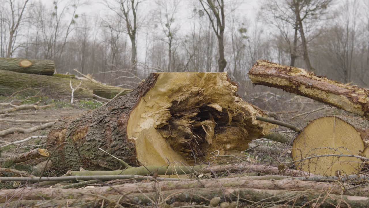 Commercial tree logging aftermath in woods for timber industry