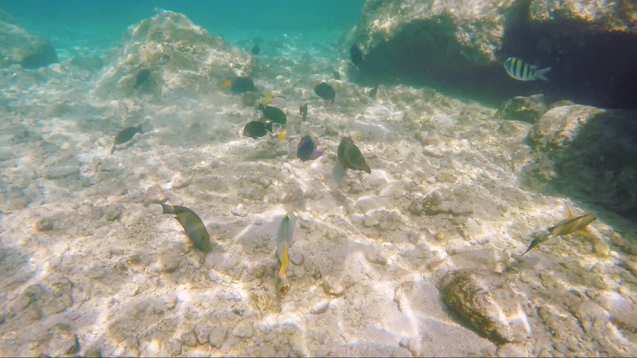 variedad de peces de mar en el fondo de los arrecifes de coral