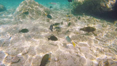 Variety-Of-Sea-Fish-On-The-Background-Of-Coral-Reefs