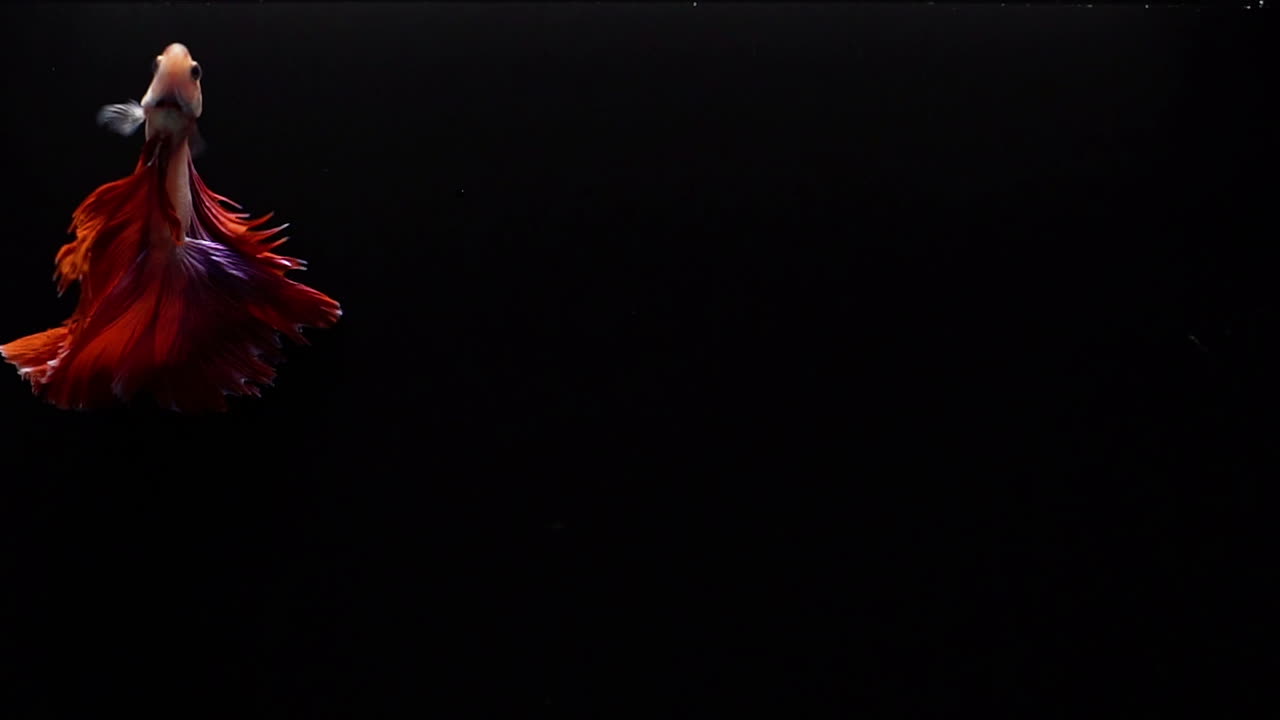 Vibrant and colourful Siamese fighting fish Betta splendens, also known as Thai Fighting Fish or betta, a popular aquarium fish in super slow motion on black background