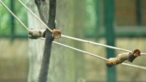 Langur-De-Java-Oriental-Escalando-Una-Escalera-De-Cuerda-En-El-Zoológico