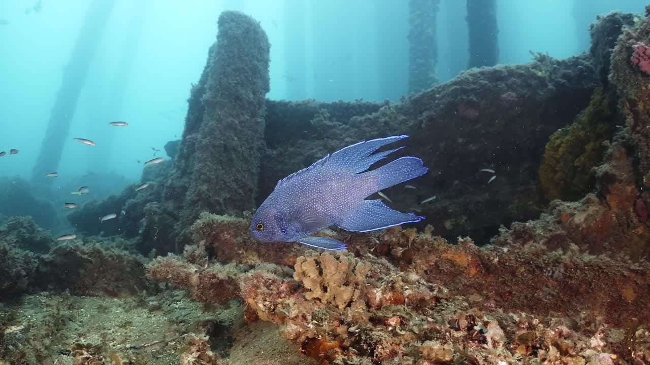 Premium stock video - Southern blue devil fish paraplesiops meleagris ...