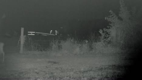 Ciervo-De-Cola-Blanca-Joven-Con-Pequeñas-Astas-Caminando-Casualmente-Por-Un-Sendero-Preparado-En-El-Bosque-Por-La-Noche