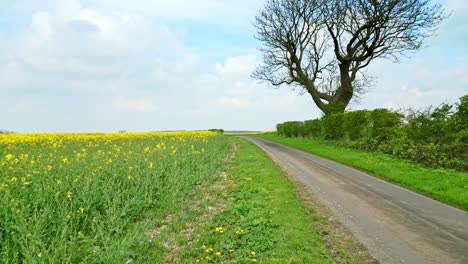 a cinematic drone shot capturing a yellow rapeseed crop in slow motion with trees and a country road in the background