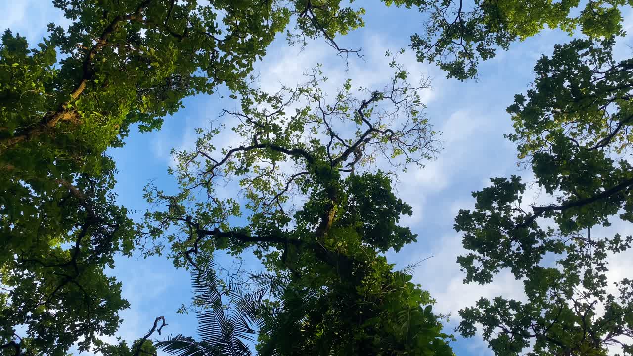 건강한 열대 khadimnagar 열대 우림 방글라데시