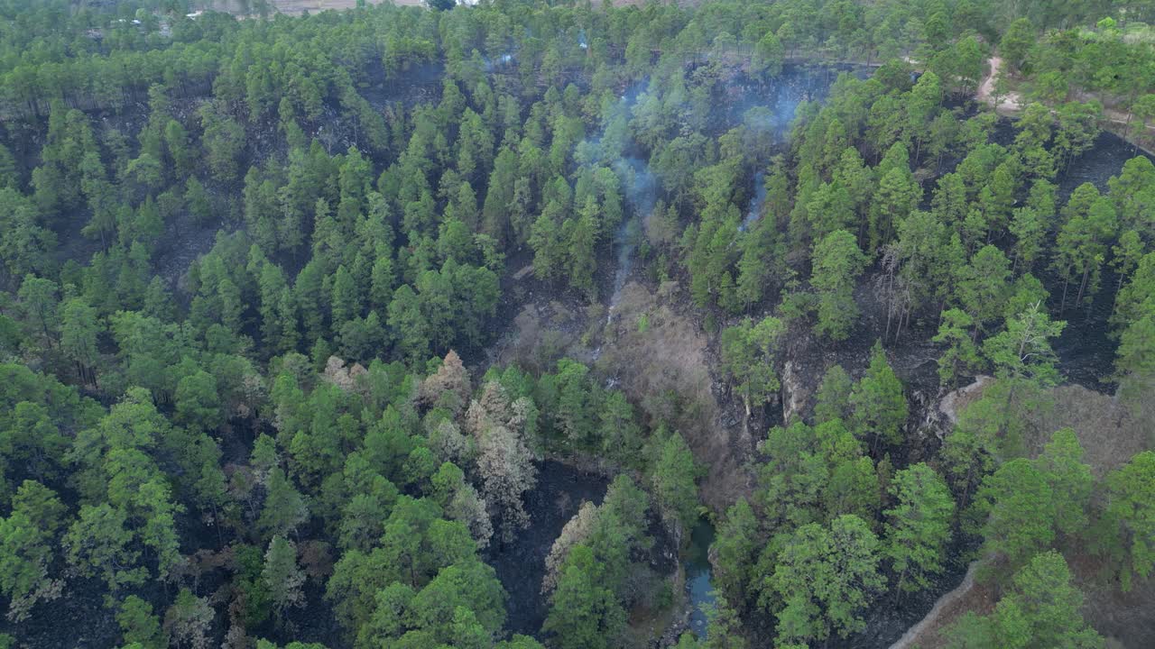 Aerial shot of wildfire aftermath and environmental damage in pine forest, Honduras