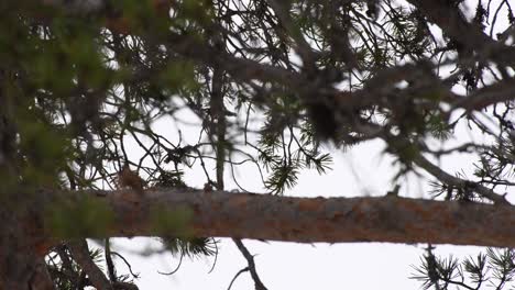 Steady low angle shot to pine treetop