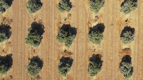 Aerial-drone-top-shot-flying-backwards-over-rows-of-green-crops-on-farm