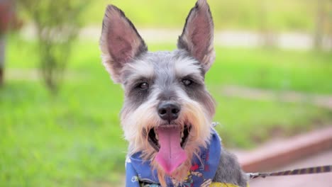 a dog looking up the camera and suddenly focus on something adorable gray schnauzer using kerchief