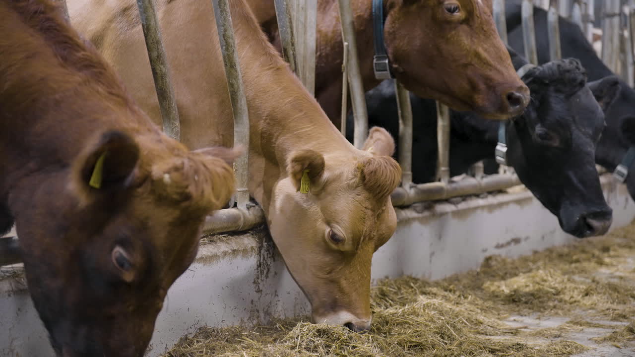 Beef cattle standing in indoor pens being fattened up with hay