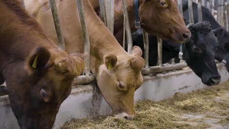 Beef-cattle-standing-in-indoor-pens-being-fattened-up-with-hay