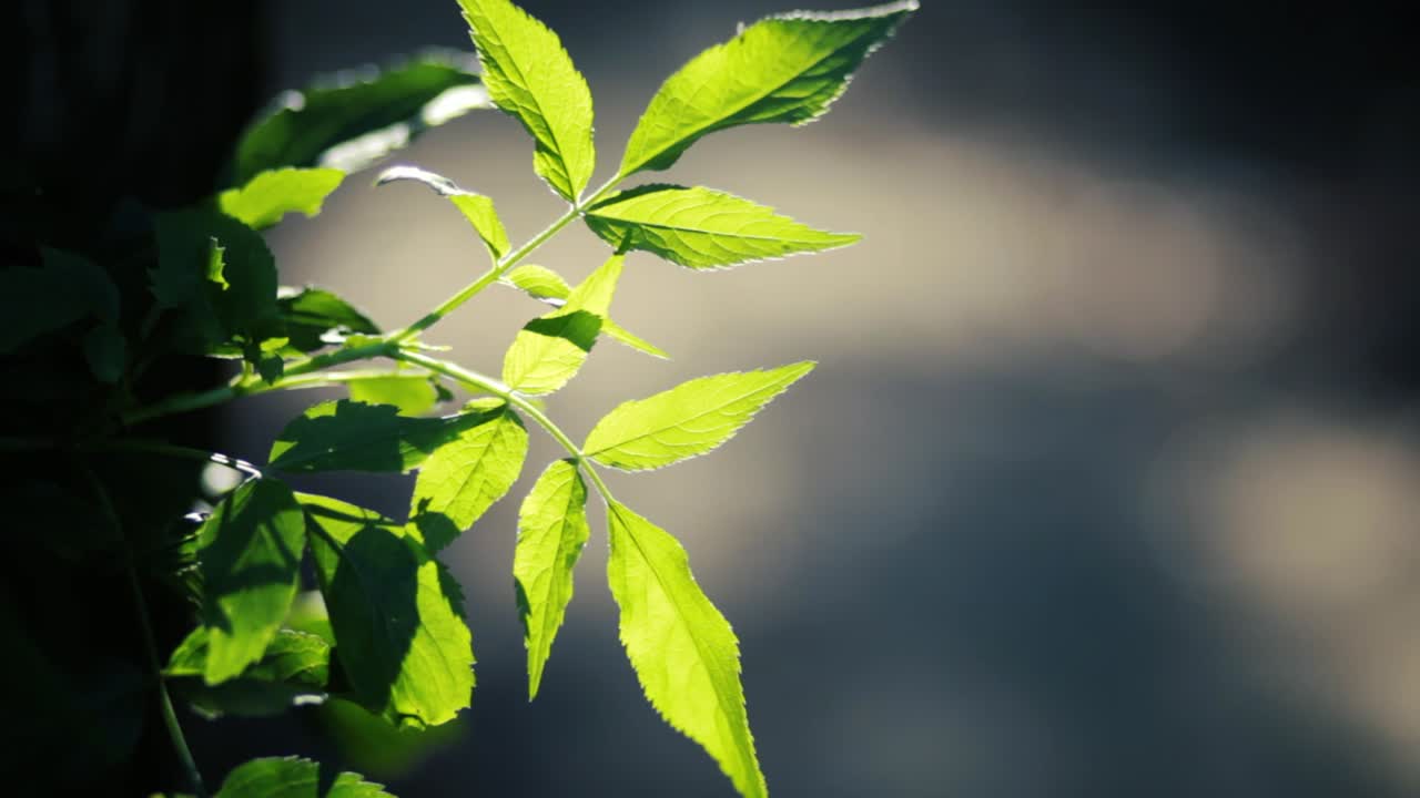 Green leaves in a forest on a blurry background