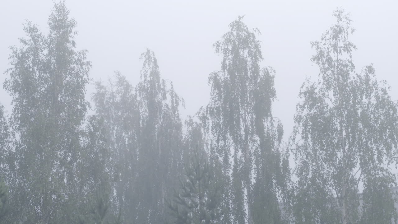 Trees immersed in the fog