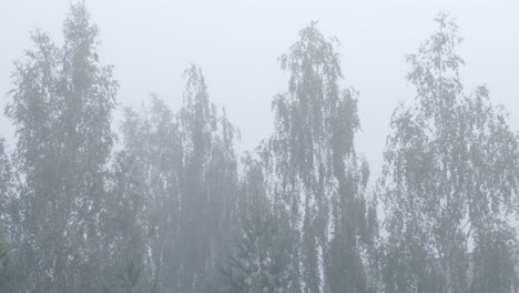 trees immersed in the fog
